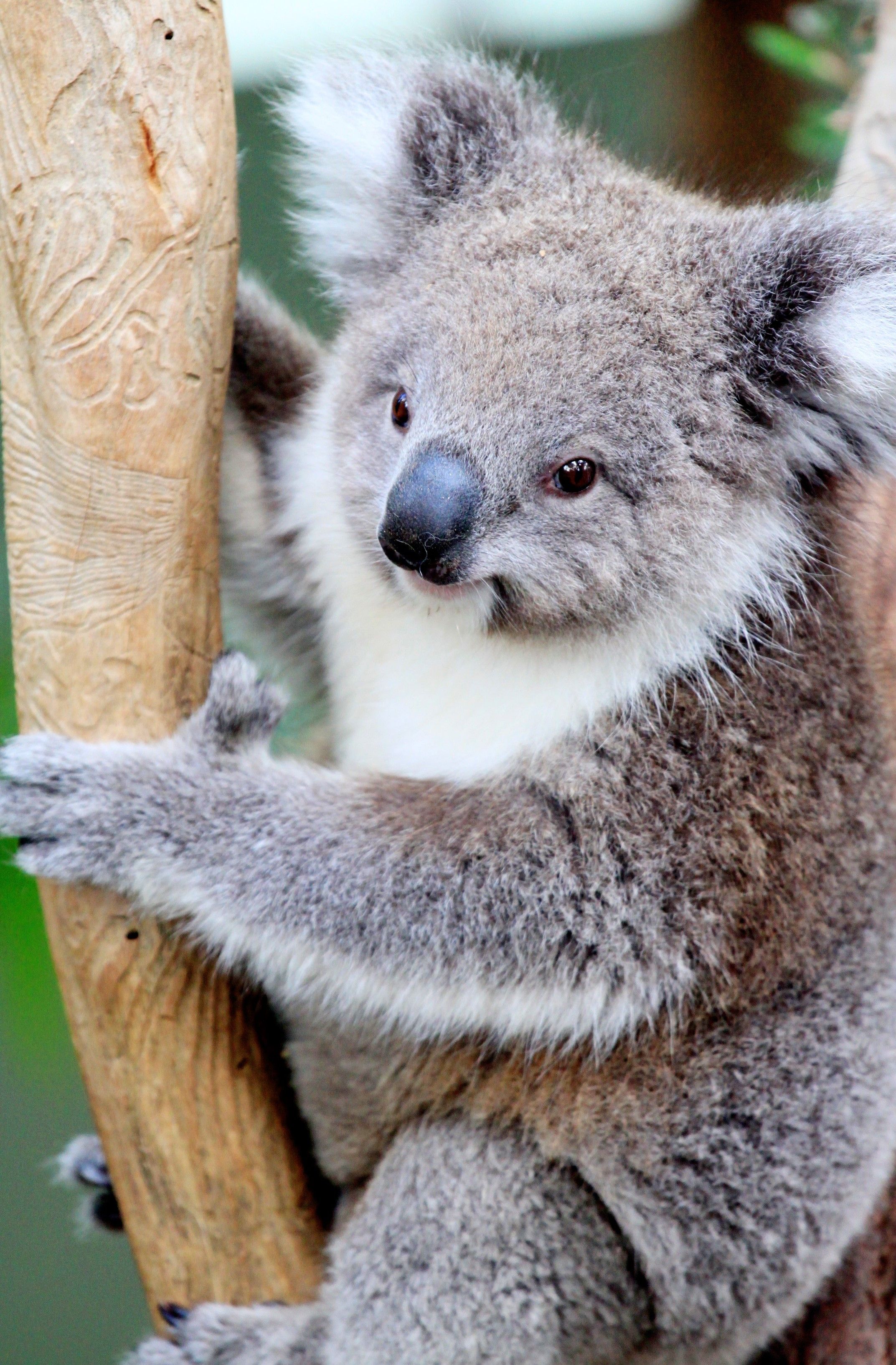 Full-Day Puffing Billy & Healesville Sanctuary Scenic Tour 4