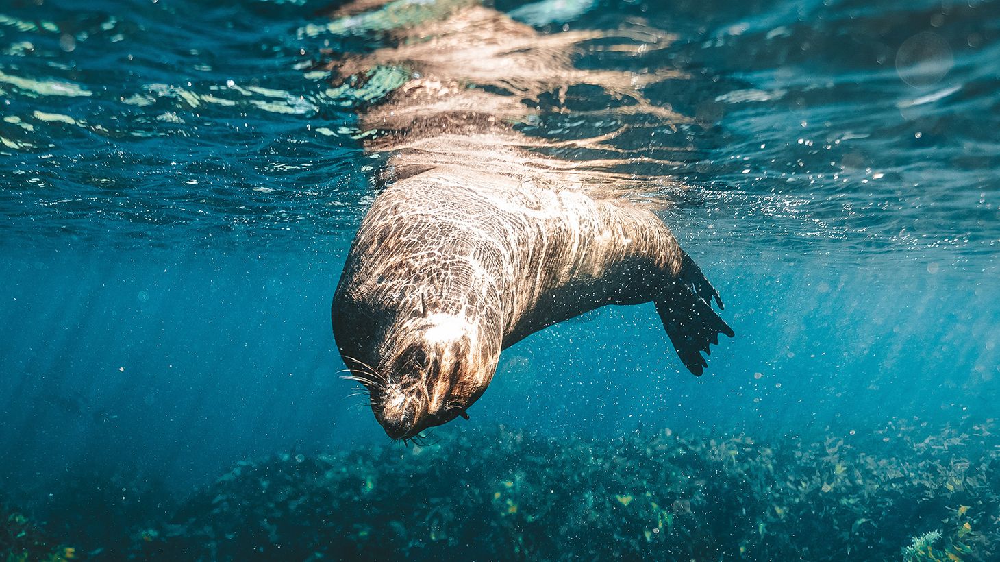 Explore the Wonders of Rottnest on a Two-Hour Eco Walking Tour 8