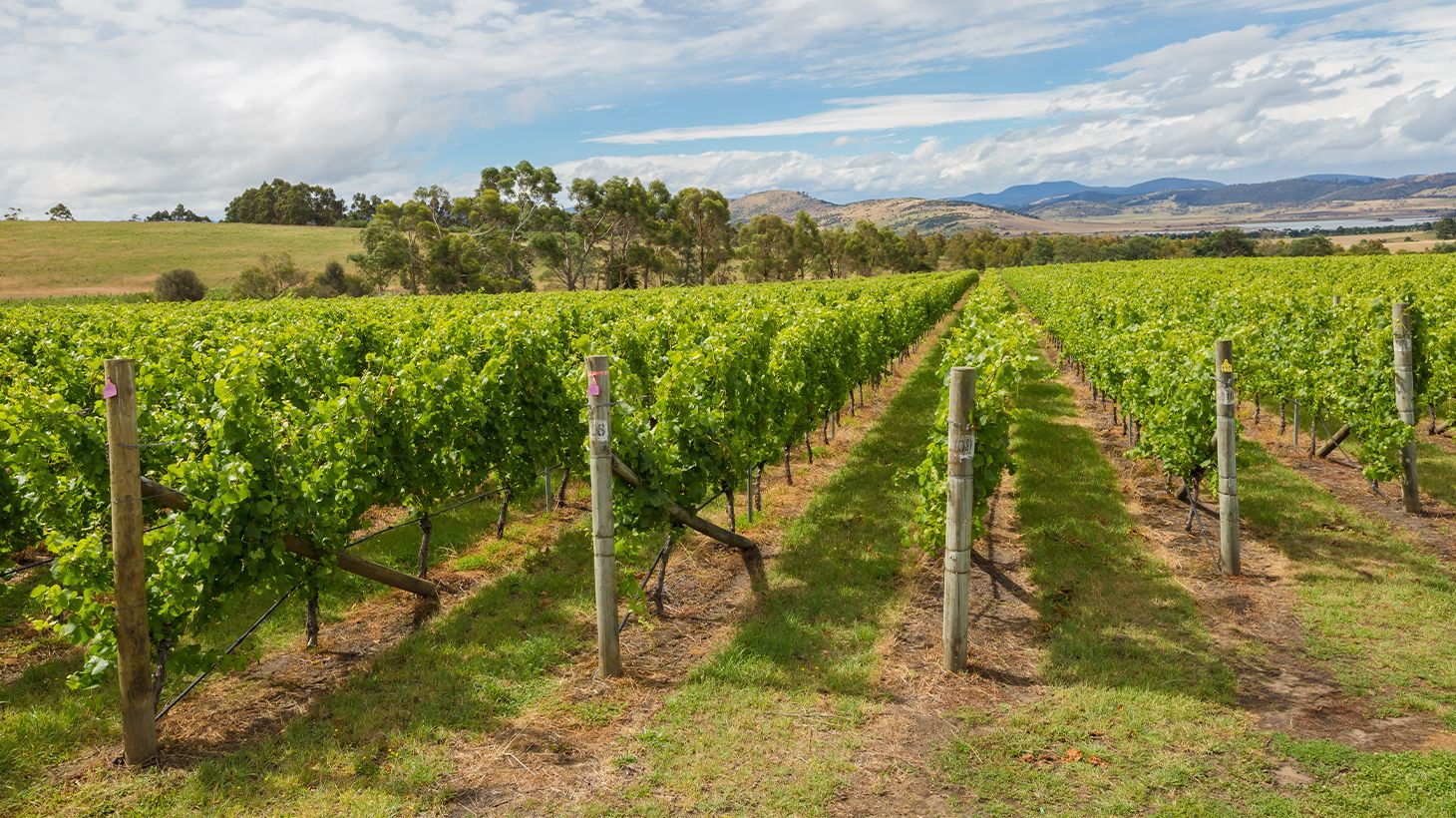 Half-Day or Full-Day Hobart Food & Wine Tour Experience with Tastings, Transfers & Cheese Platter 2