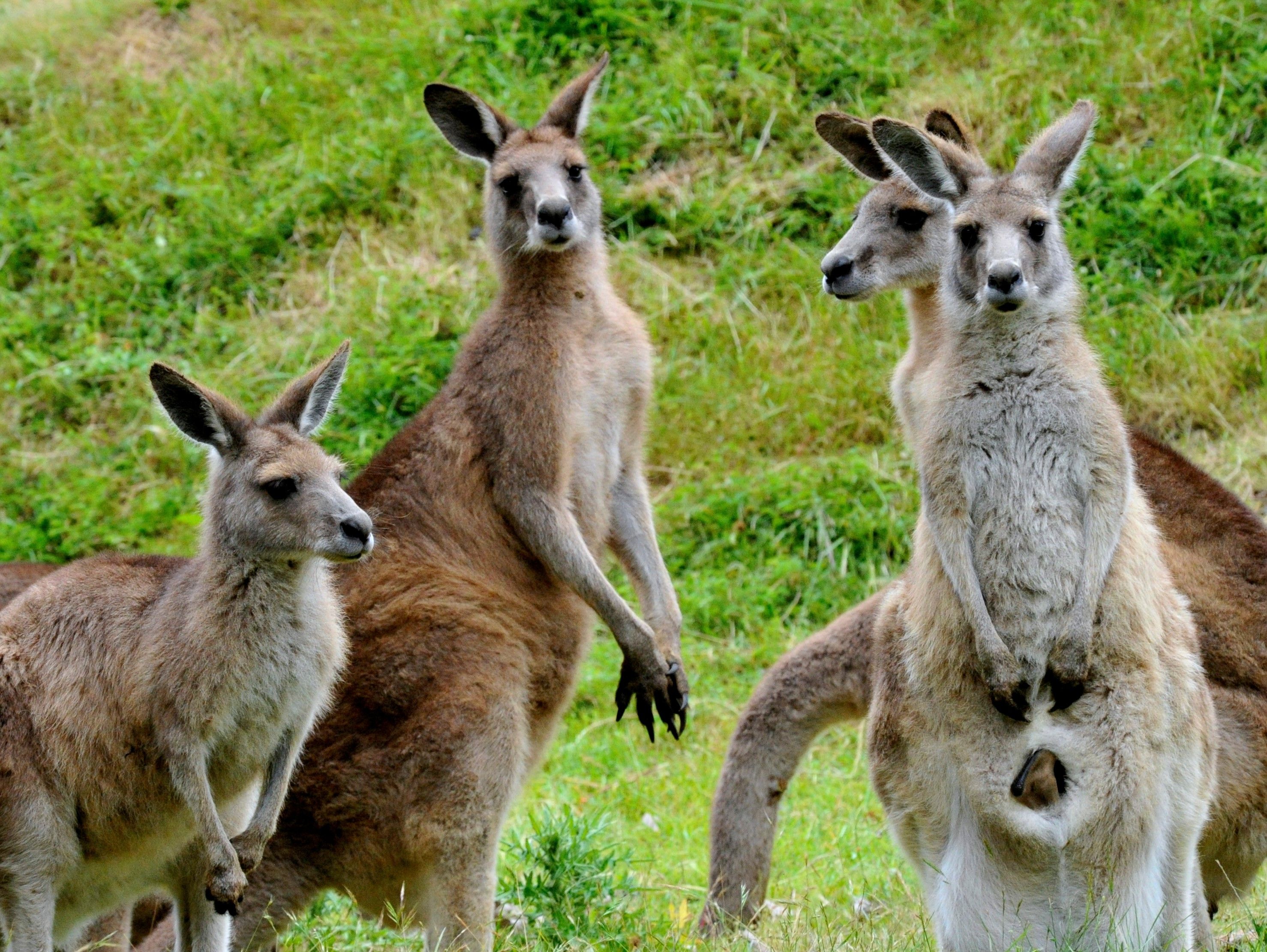 Full-Day Puffing Billy & Healesville Sanctuary Scenic Tour 5