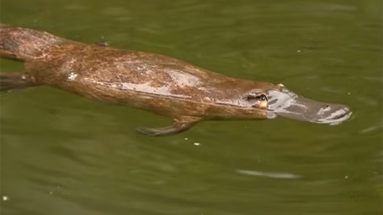 Full-Day Wild Platypus Encounter with Rainforest Walks & Lunch