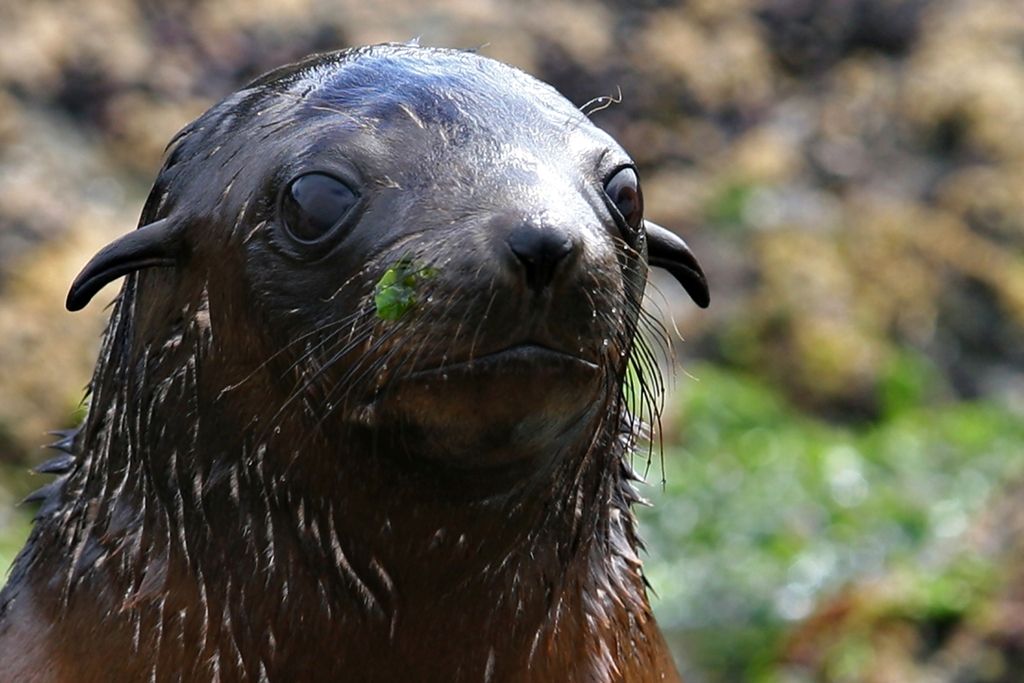 Two-Hour Coastal Wildlife Cruise to Australia’s Largest Seal Colony 3