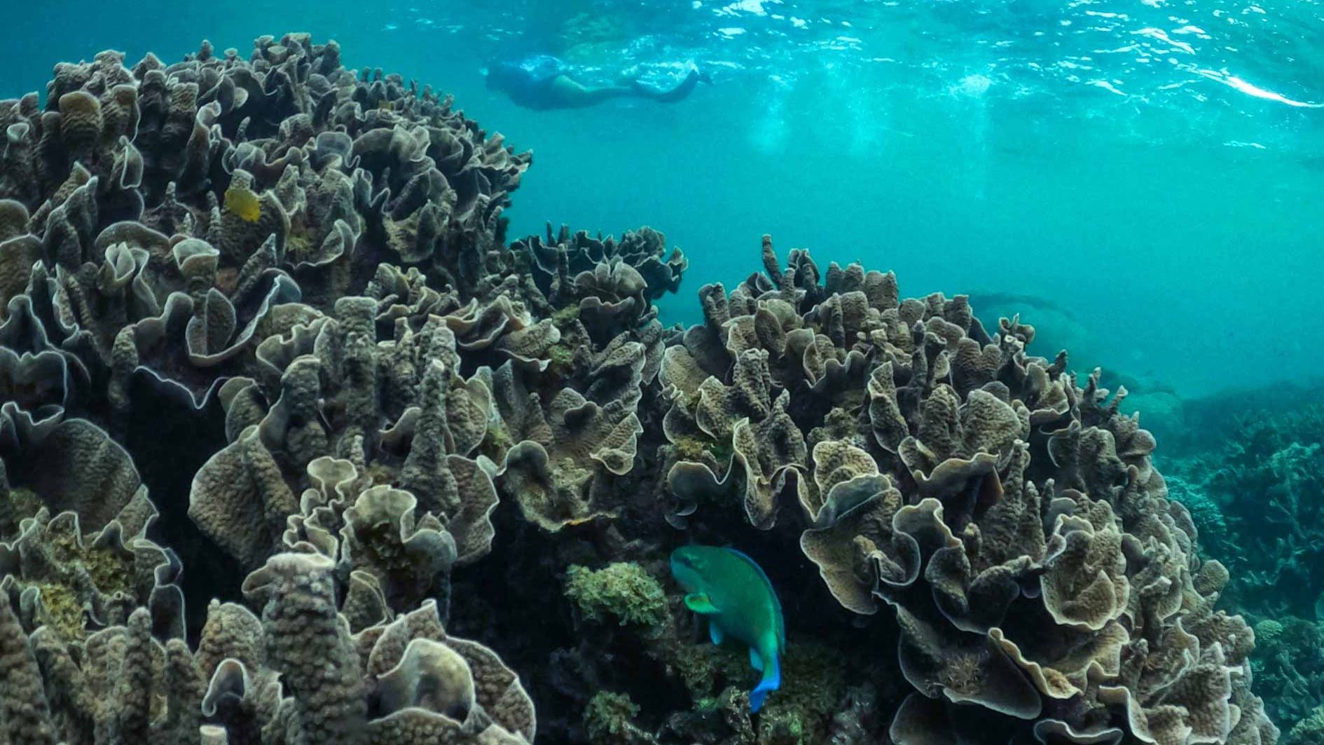Exmouth: Explore Ningaloo Reef on a Full-Day Sea Kayak & Snorkel Tour with Lunch & Return Transfers 4