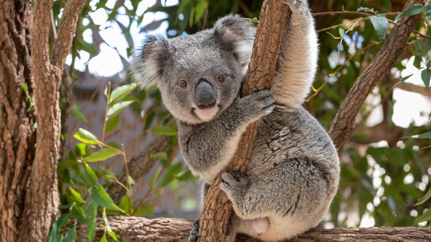 Full-Day Blue Mountains Tour with Featherdale Wildlife Park Visit, River Cruise & Three Scenic Rides 3