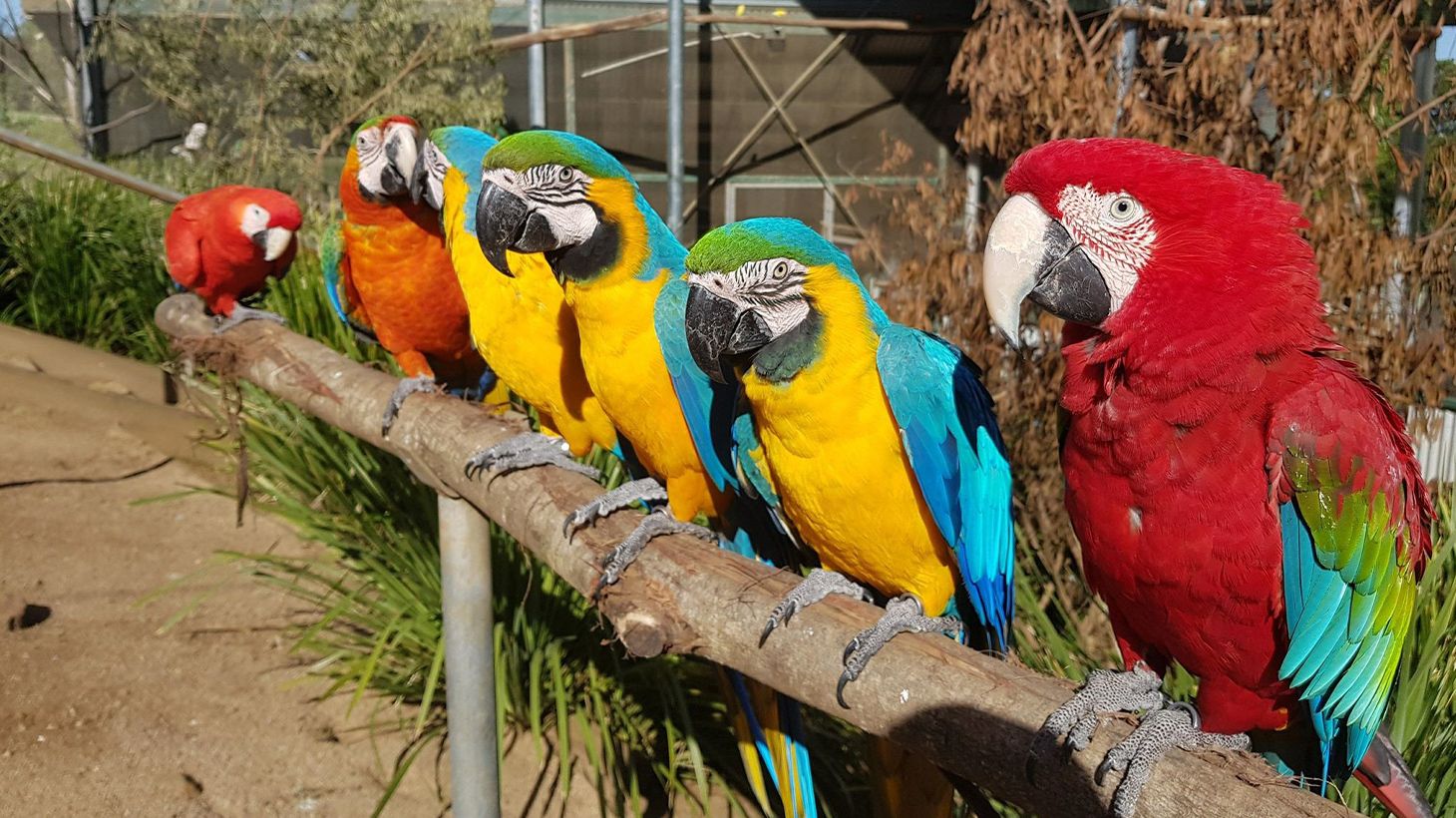 Eintritt in die Maleny Botanic Gardens & Bird World mit geführter Volierentour