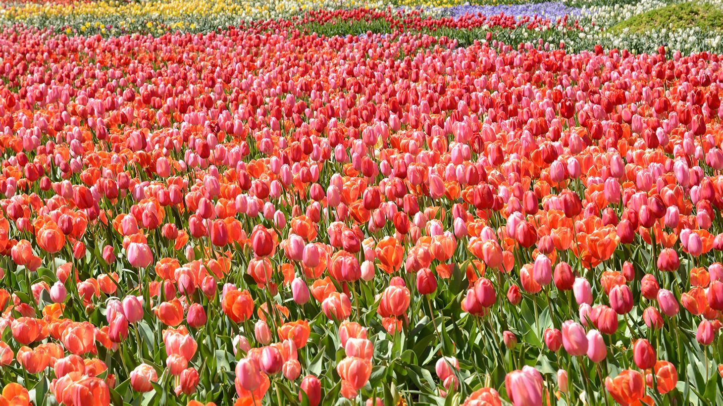 Full-Day Floriade Festival Small Group Tour with Tulip Top Gardens Visit & Pick-Up 5