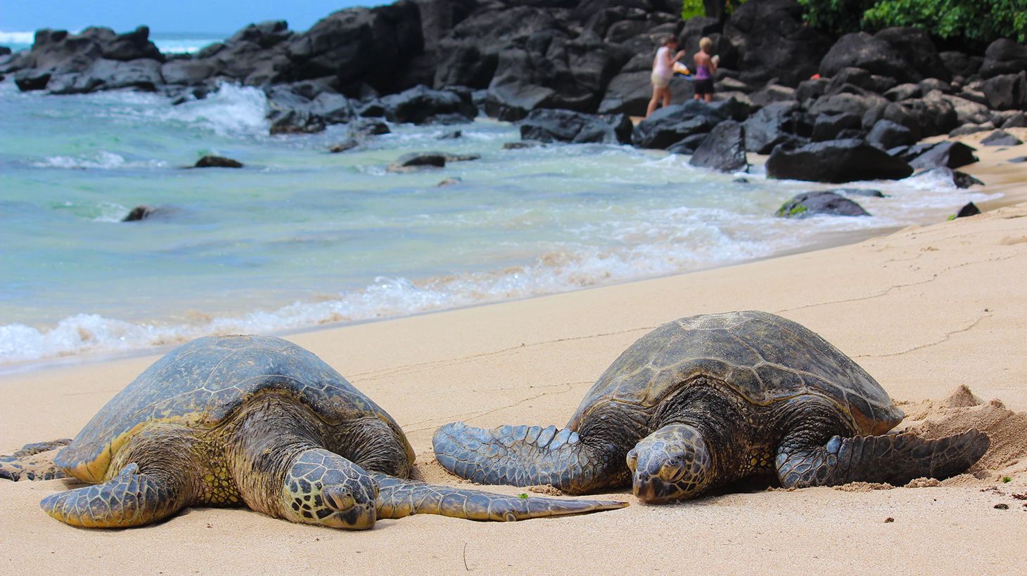 Full-Day Small Group Oahu North Shore Island Adventure Tour with Snorkelling at Turtle Beach
