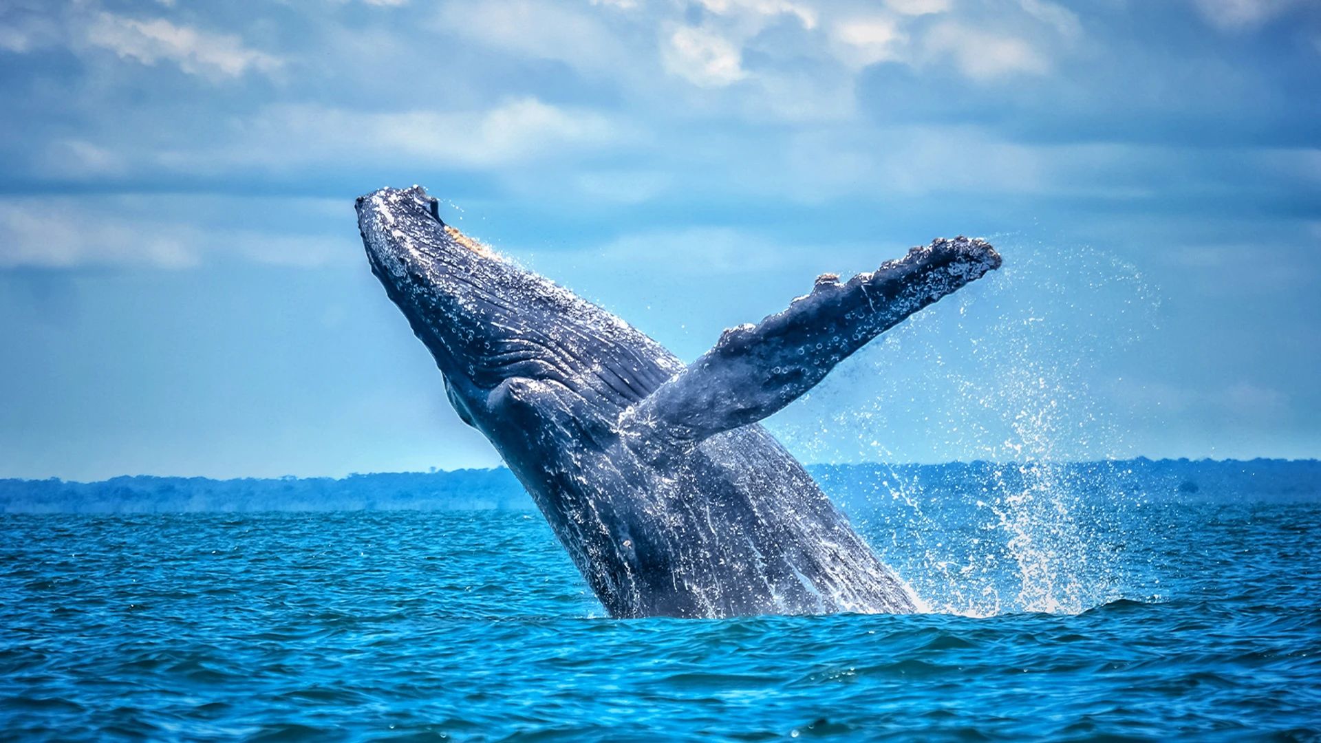 3-Hour Whale Watching Cruise Without the Crowds in Mooloolaba