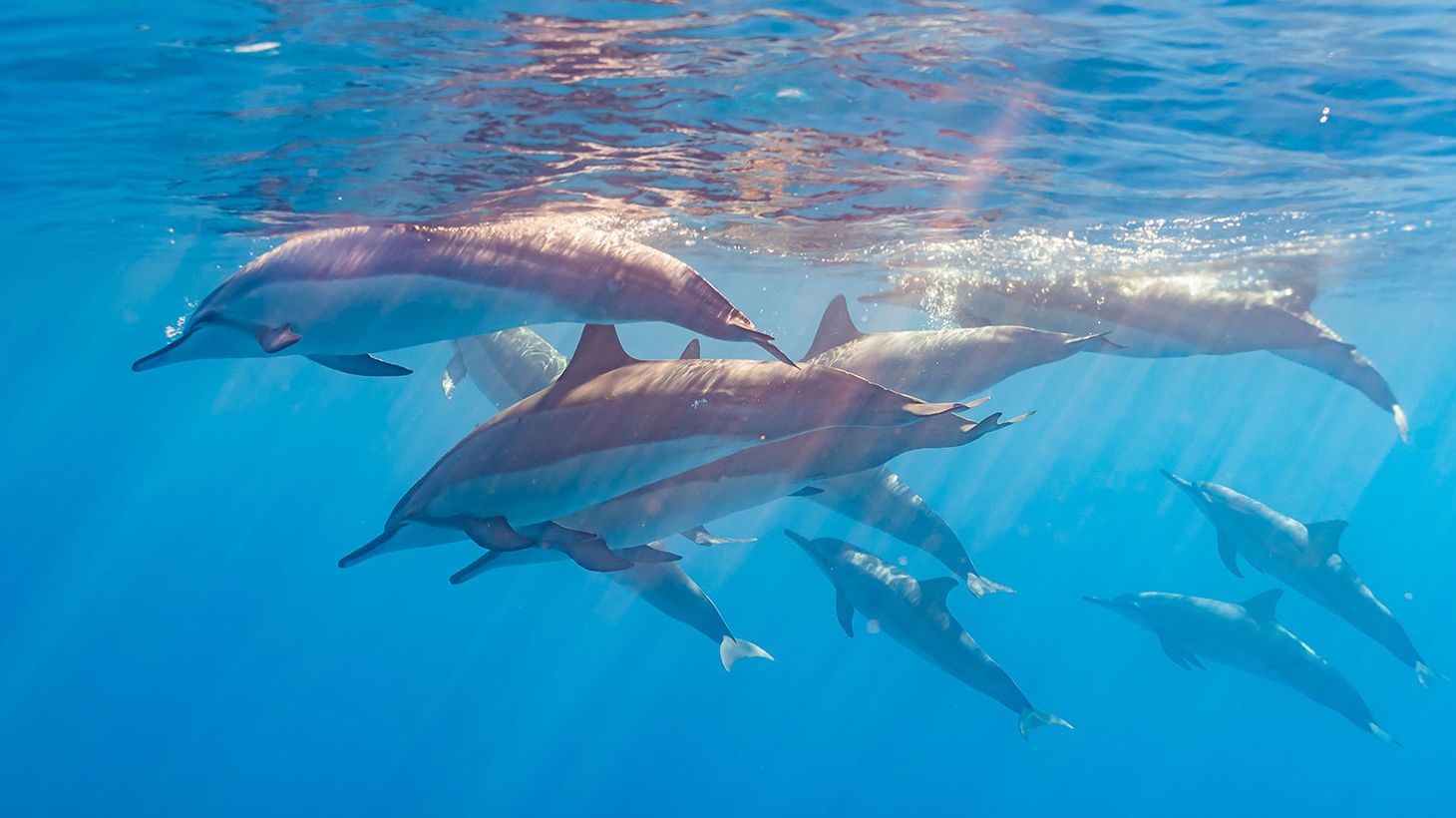 Three-Hour Morning Snorkelling & Dolphin Sightseeing Cruise with Lunch, Drinks & All Snorkelling Gear