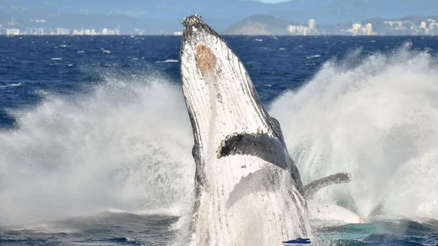 2.5-Hour Whale-Watching Cruise on a Superyacht 3