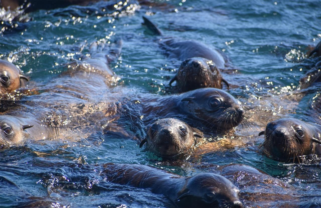 Two-Hour Coastal Wildlife Cruise to Australia’s Largest Seal Colony 1