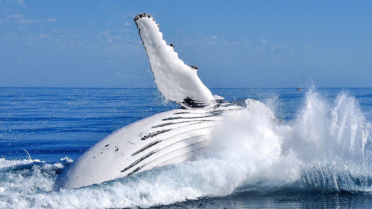 Experience a Magical Encounter on an Two-Hour Whale Watching Experience in Geographe Bay 4