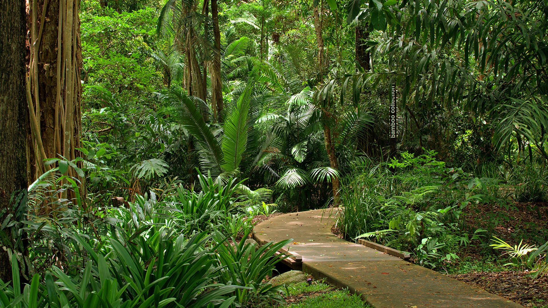 Excursion d’une demi-journée à la découverte des cascades et de la forêt tropicale au départ de Cairns 2
