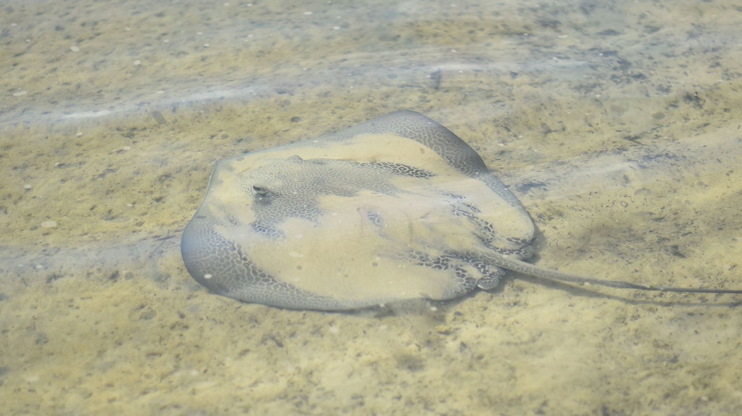 Self-Guided Two-Hour Scenic Estuary & Wildlife Kayaking Tour 4