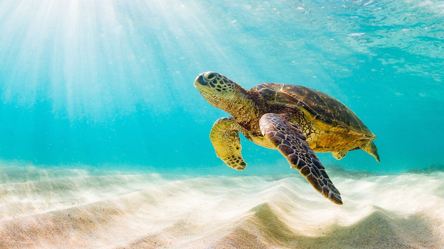 Two-Hour Sea Turtle Snorkelling Adventure with Light Snacks