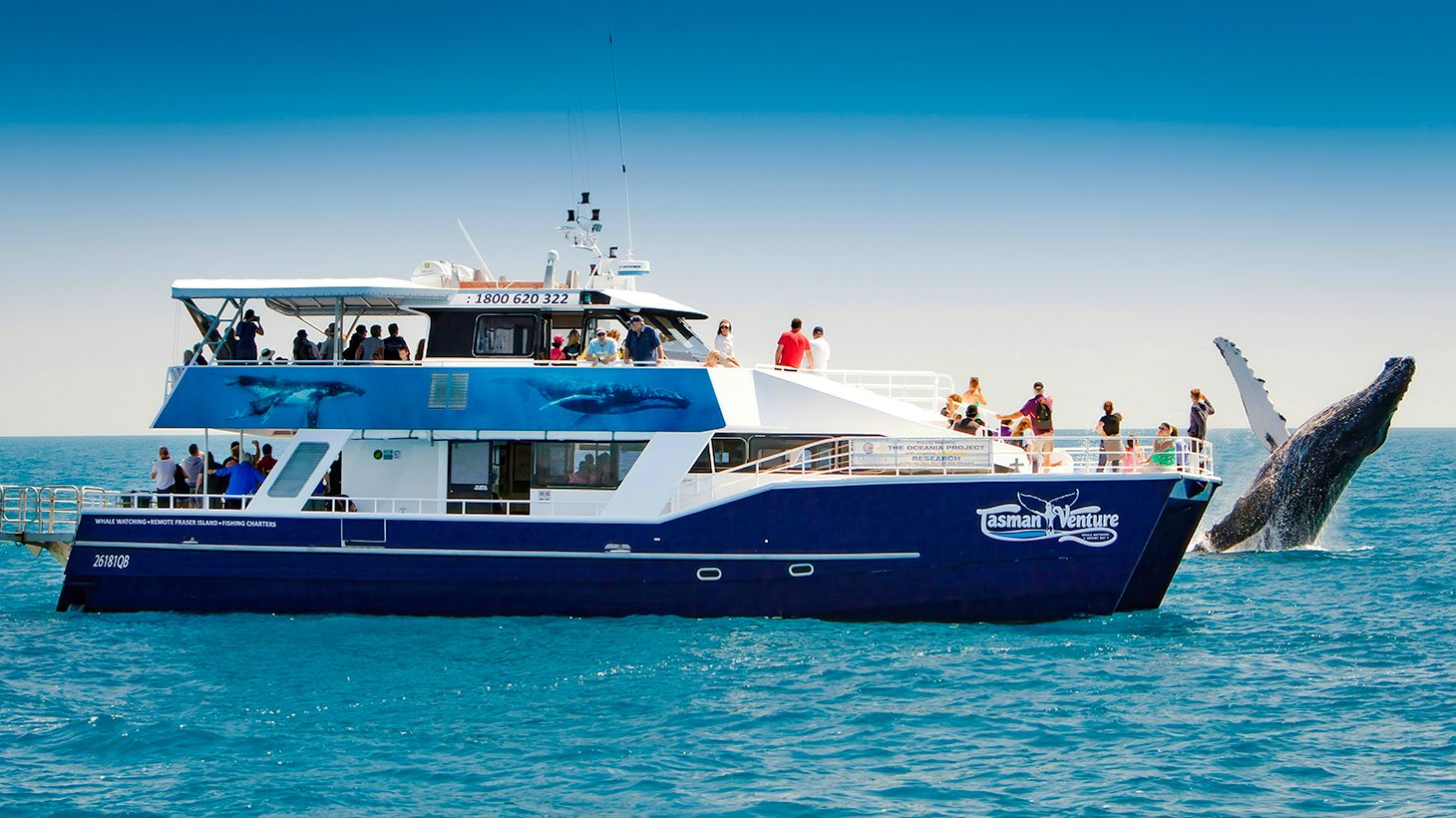 Half-Day Whale Watching Cruise with Snacks, Expert Commentary & Return Transfers