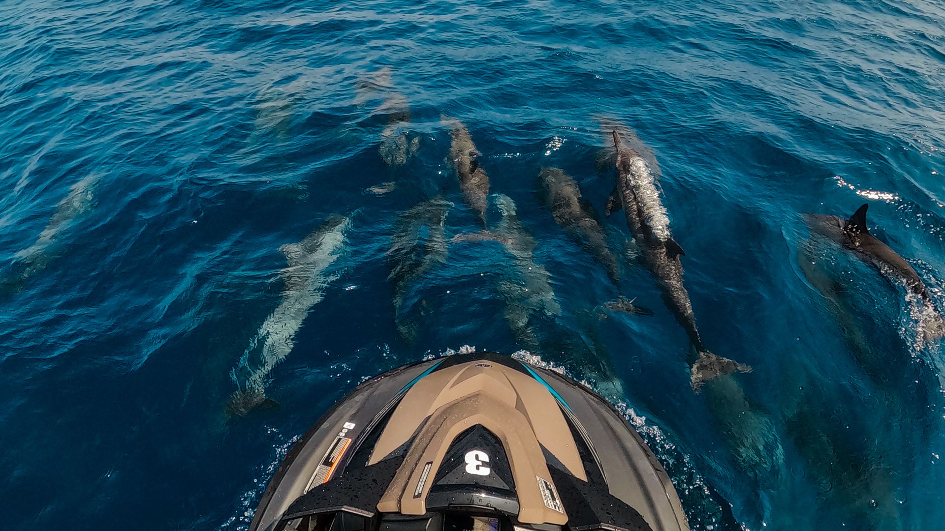 One-Hour Guided Jet Ski Dolphin Encounter from Ifuru Island in the Maldives 3