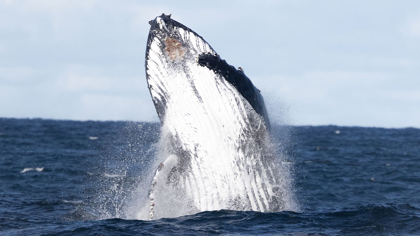 Witness Migrating Whales on a Four-Hour Whale Watching Coastal Cruise at Phillip Island 1