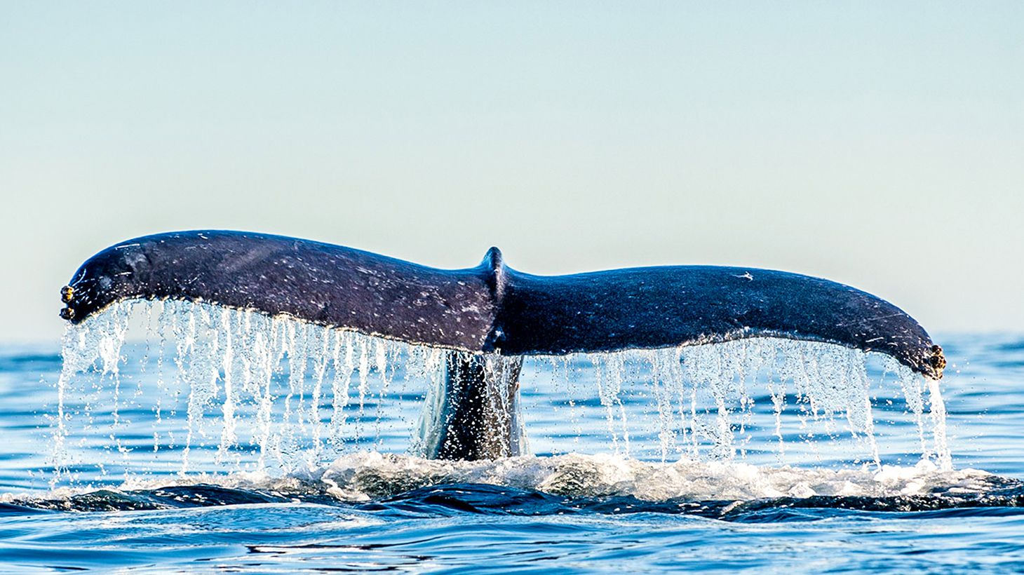 Experience a Magical Encounter on an Two-Hour Whale Watching Experience in Geographe Bay 5