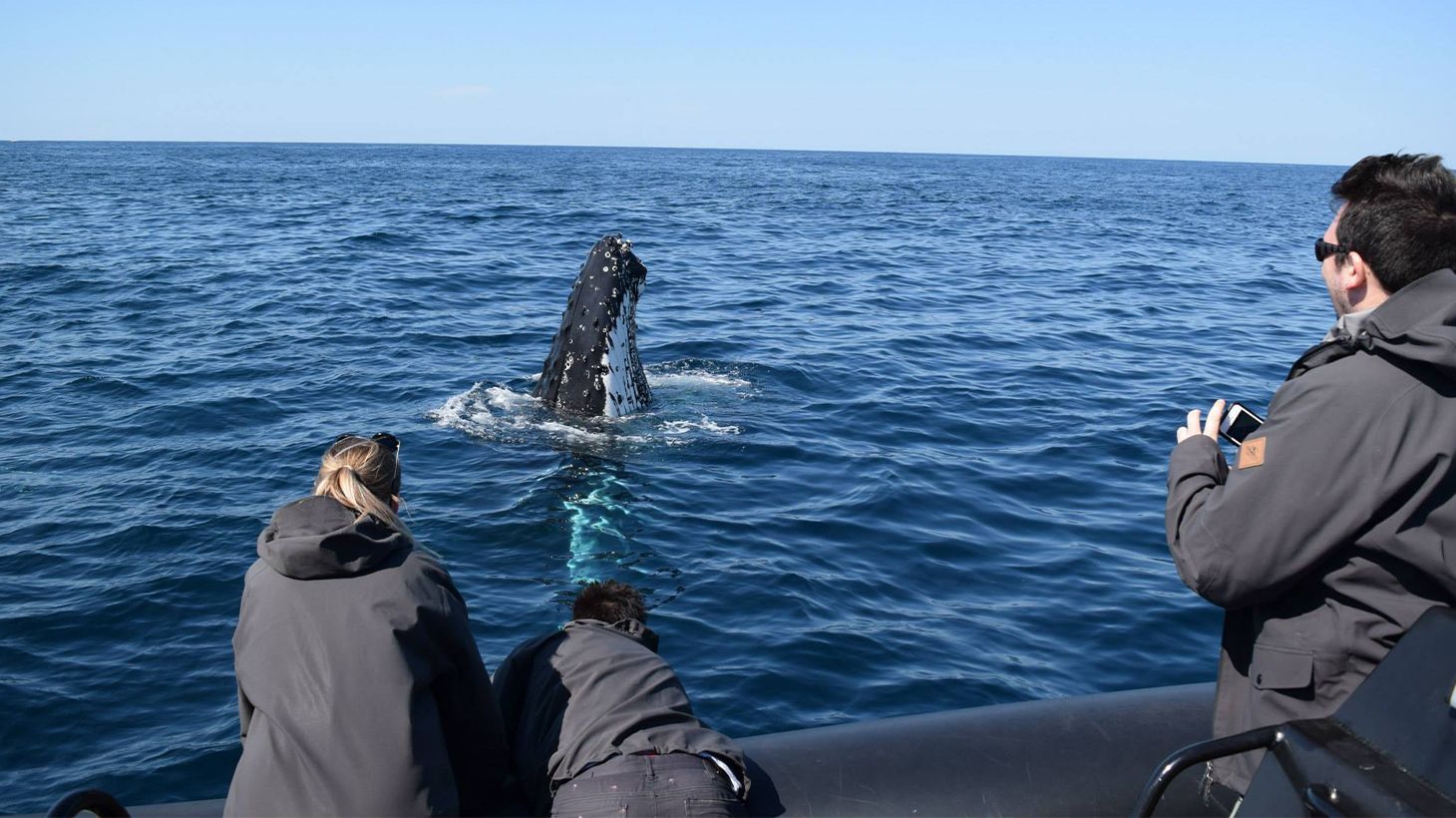 Two-Hour Whale Watching Cruise from Circular Quay 5