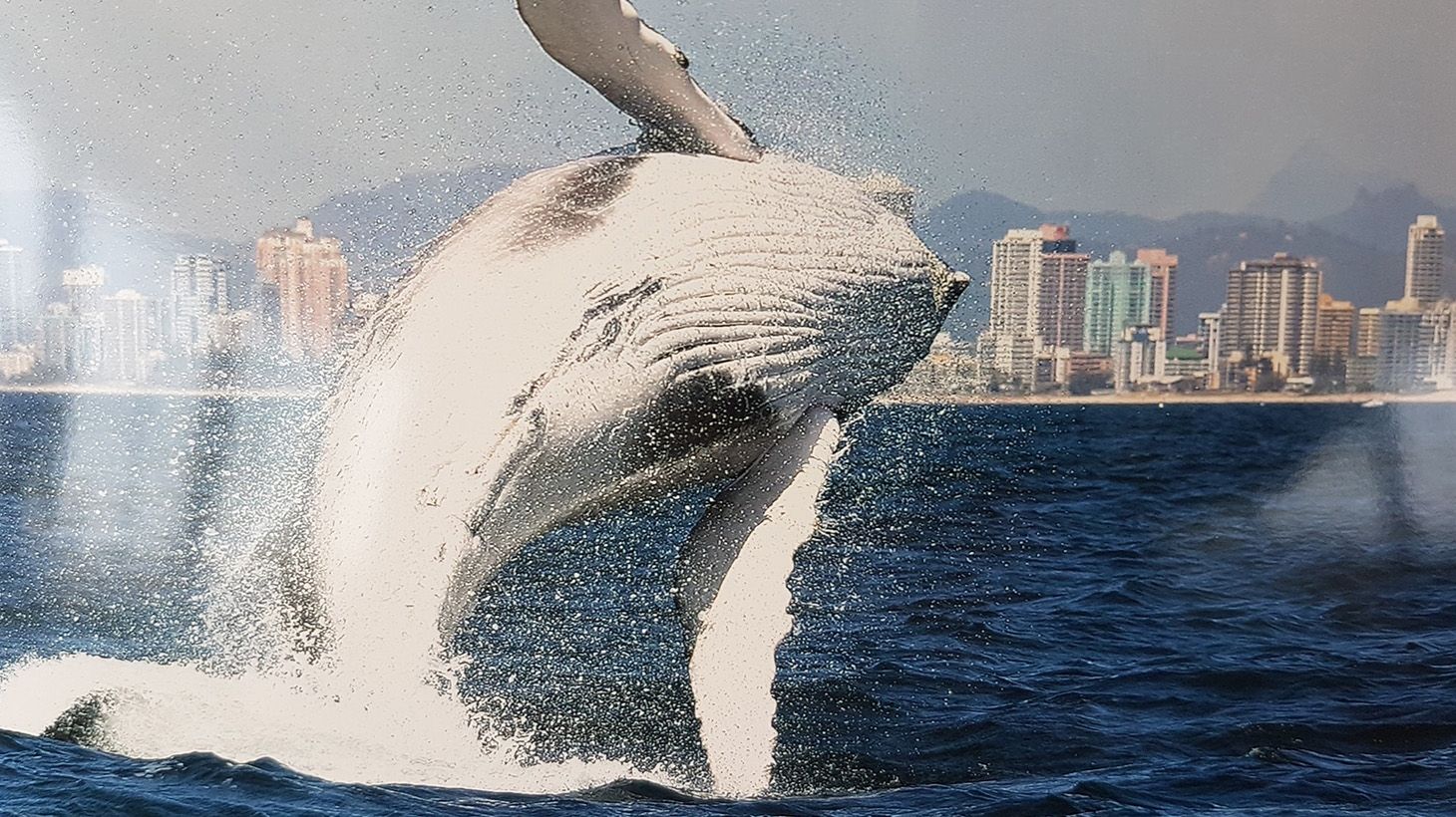 2.5-Hour Whale-Watching Cruise on a Superyacht