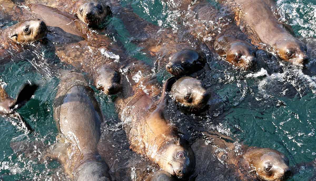 Two-Hour Coastal Wildlife Cruise to Australia’s Largest Seal Colony 6