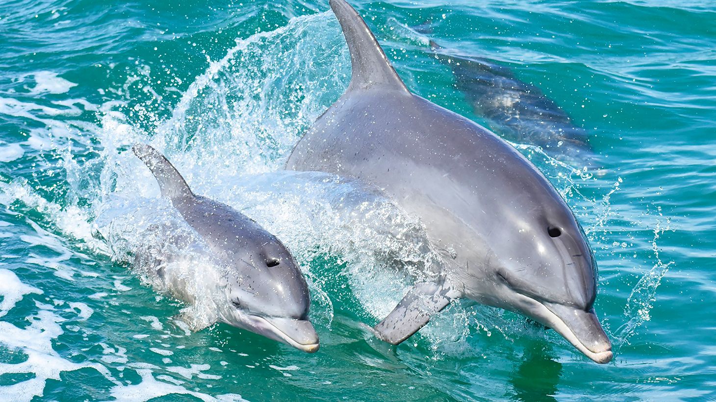Mandurah Dolphin Cruise & Views Tour with Dolphin Guarantee 1