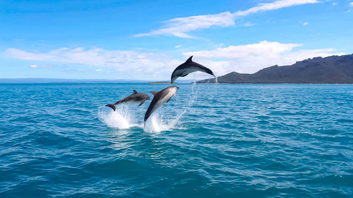 Half-Day Scenic Cruise from Coles Bay to Wineglass Bay with Lunch 7