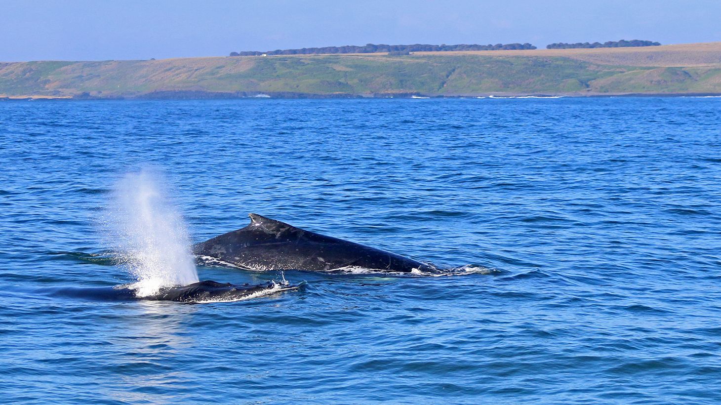 Witness Migrating Whales on a Four-Hour Whale Watching Coastal Cruise at Phillip Island 4