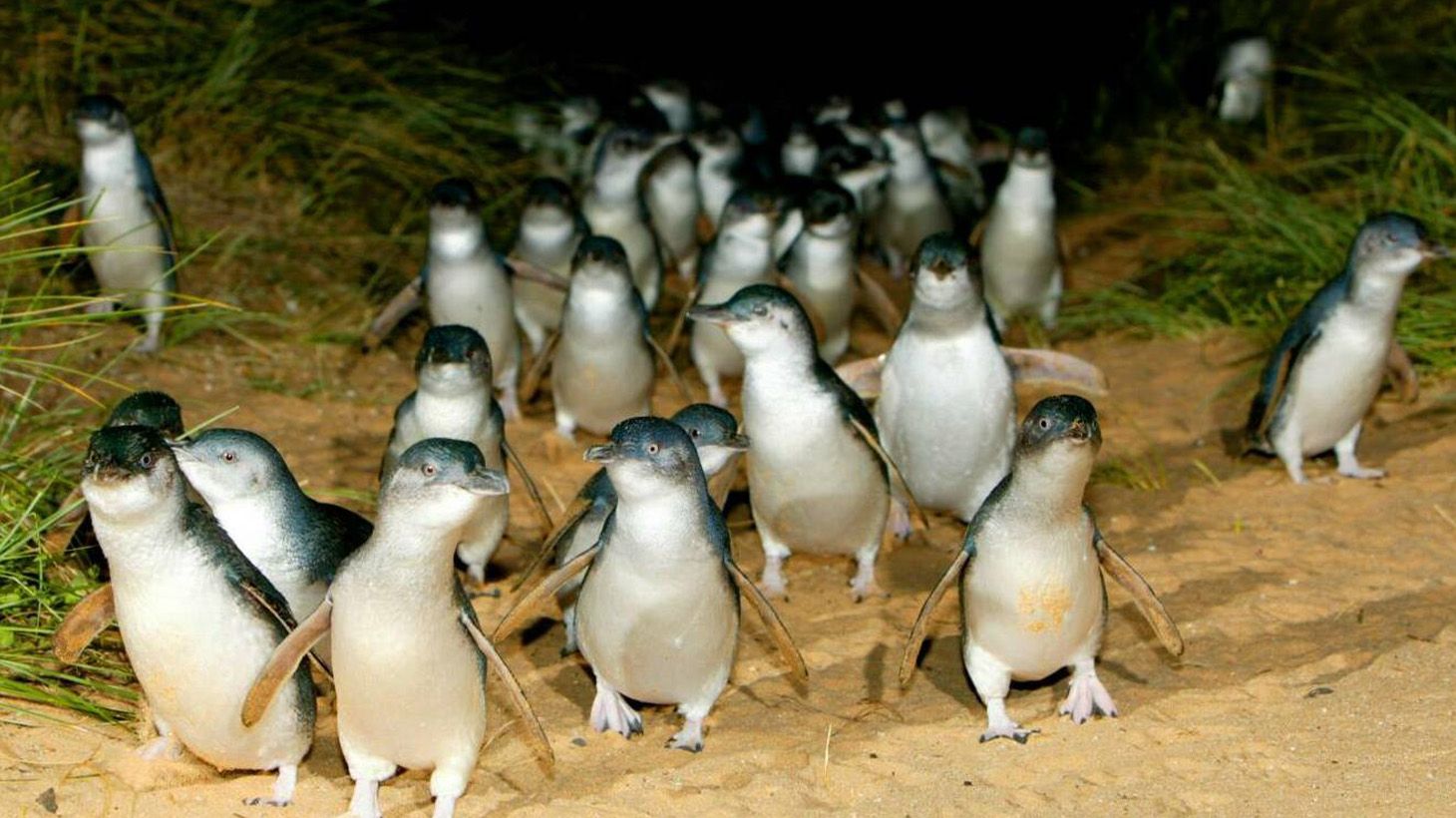 Full-Day Victorian Highlights Tour with Brighton Bathing Boxes, Puffing Billy Steam Train & Penguin Parade
