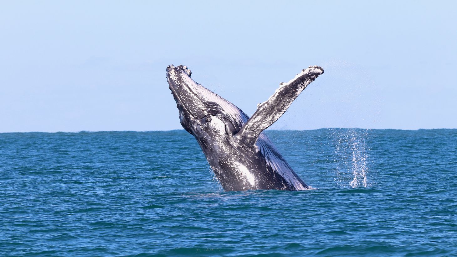 Embarquez pour une majestueuse croisière découverte de deux heures pour observer les baleines