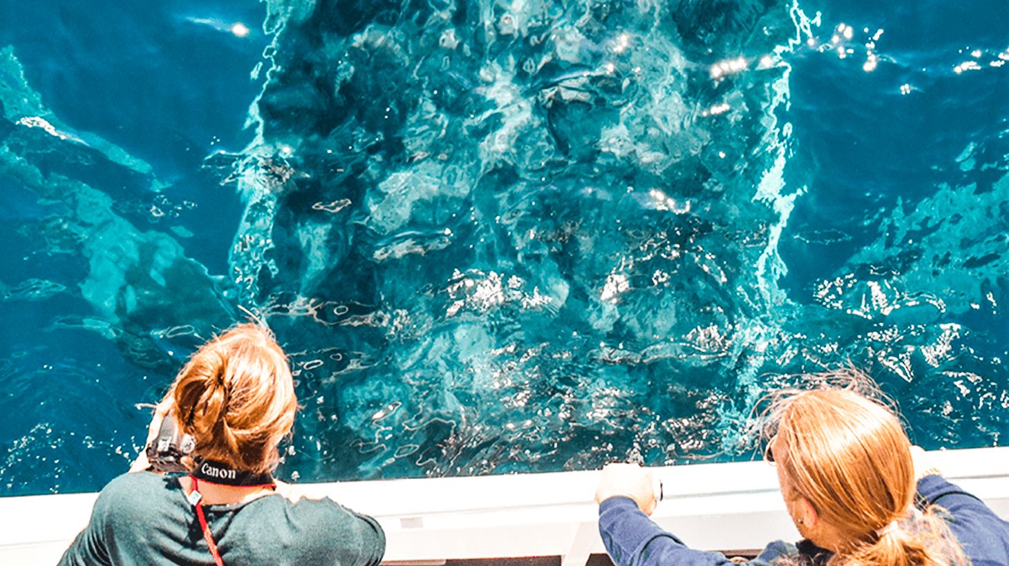 Whale Watching Cruise in Mooloolaba