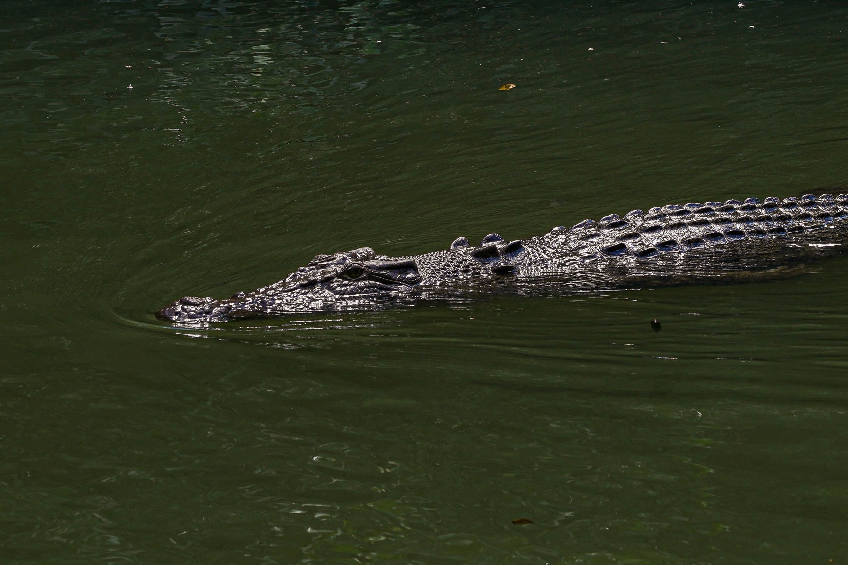 Full-Day Total Daintree Experience with Morning Tea, Lunch & Return Port Douglas Transfers 2