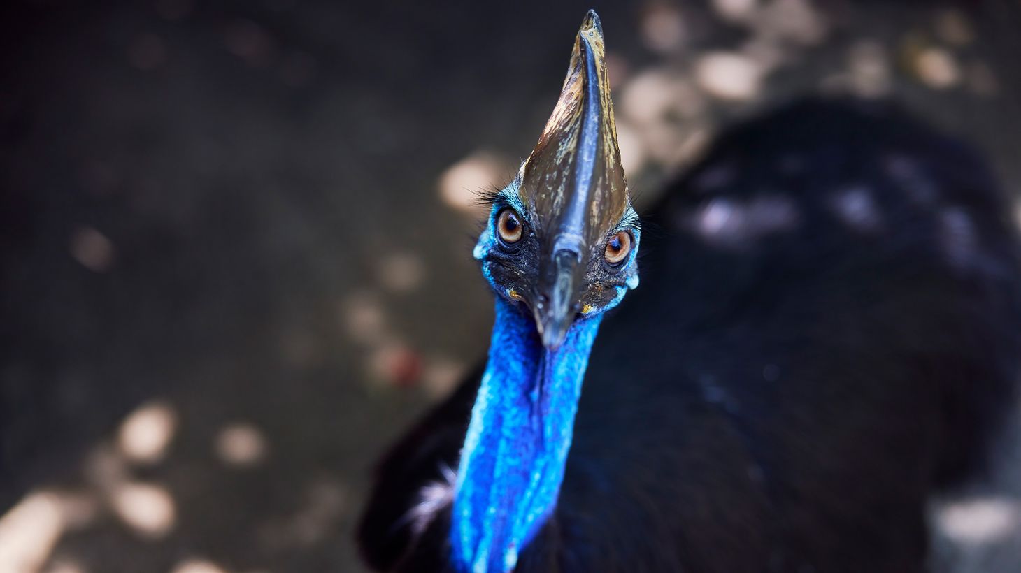 Admission to Award-Winning Australian Wildlife Habitat Sanctuary in Port Douglas 3