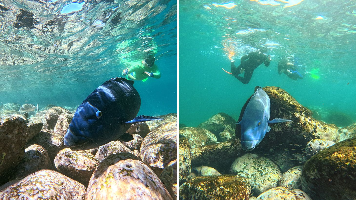 2.5-Hour Manly Snorkel & Headland Walk Eco Tour 4