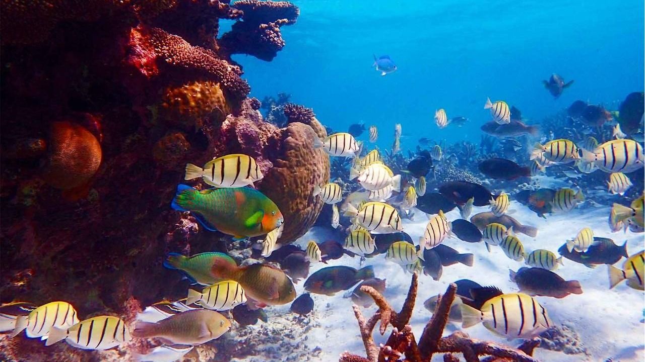 Exmouth: Explore Ningaloo Reef on a Full-Day Sea Kayak & Snorkel Tour with Lunch & Return Transfers 2