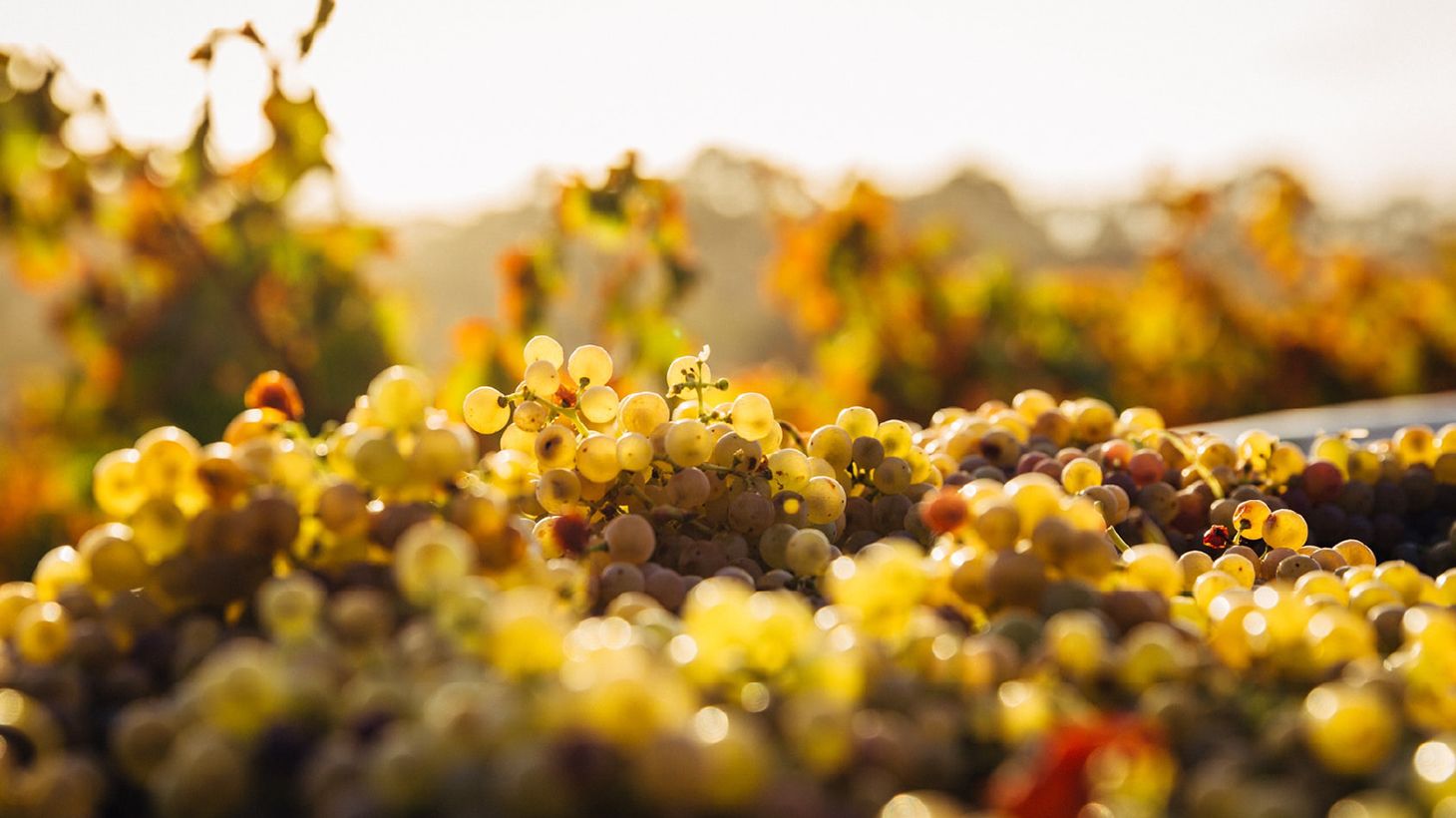 Full-Day Canberra Essential Wineries Tour with Transfers 6