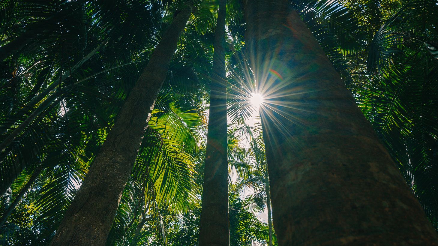 Full-Day Tastes of Tamborine Mountain Guided Tour with Lunch, Distillery Tour & Tasting 8
