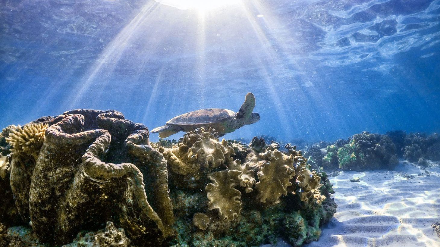 Small Group Mackay Coral Cay Luxury Sailing Eco-Tour with Guided Snorkelling & Buffet Lunch 3