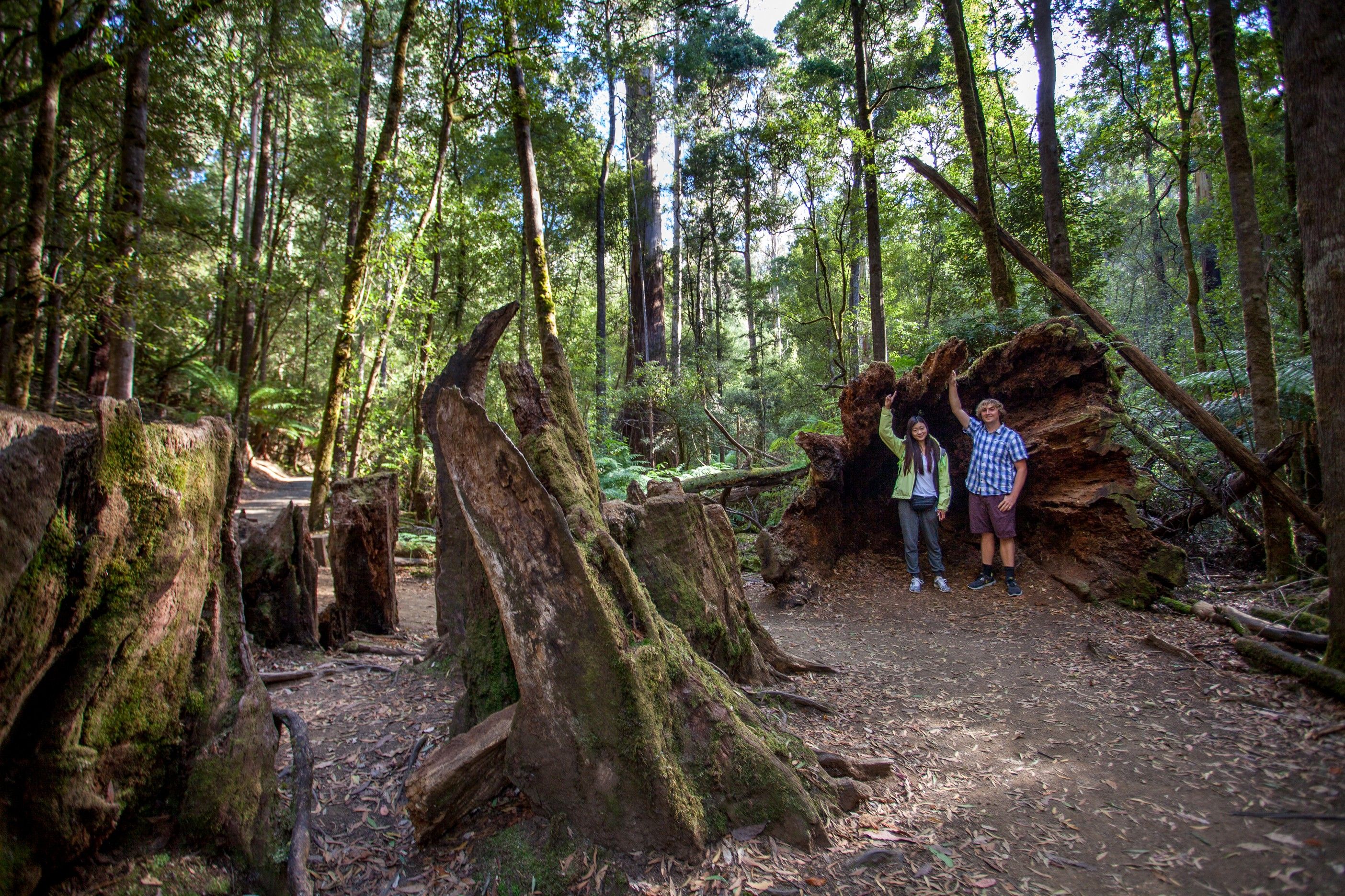 Immerse Yourself in Spectacular Forests on a Full-Day Mount Field National Park Tour with Return Transfers 3