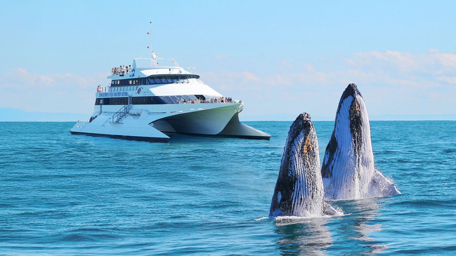 Official Tangalooma™ Day Cruise (Extended): with Wild Dolphin Feeding, 3hr Whale Watching Tour, Lunch, & Resort Access