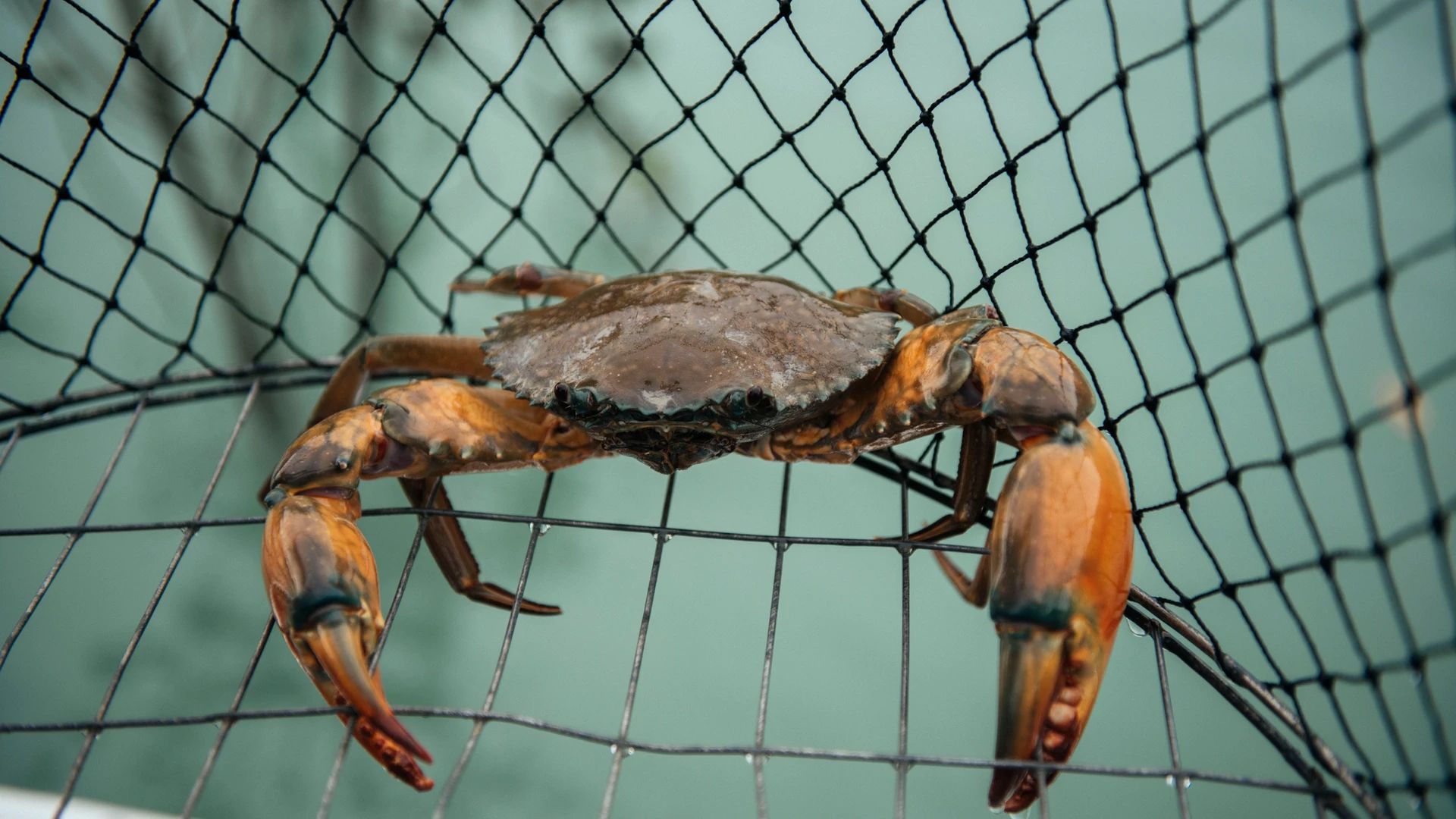 Five-Hour Mud Crabbing Adventure Tour with Scenic Bay Cruise