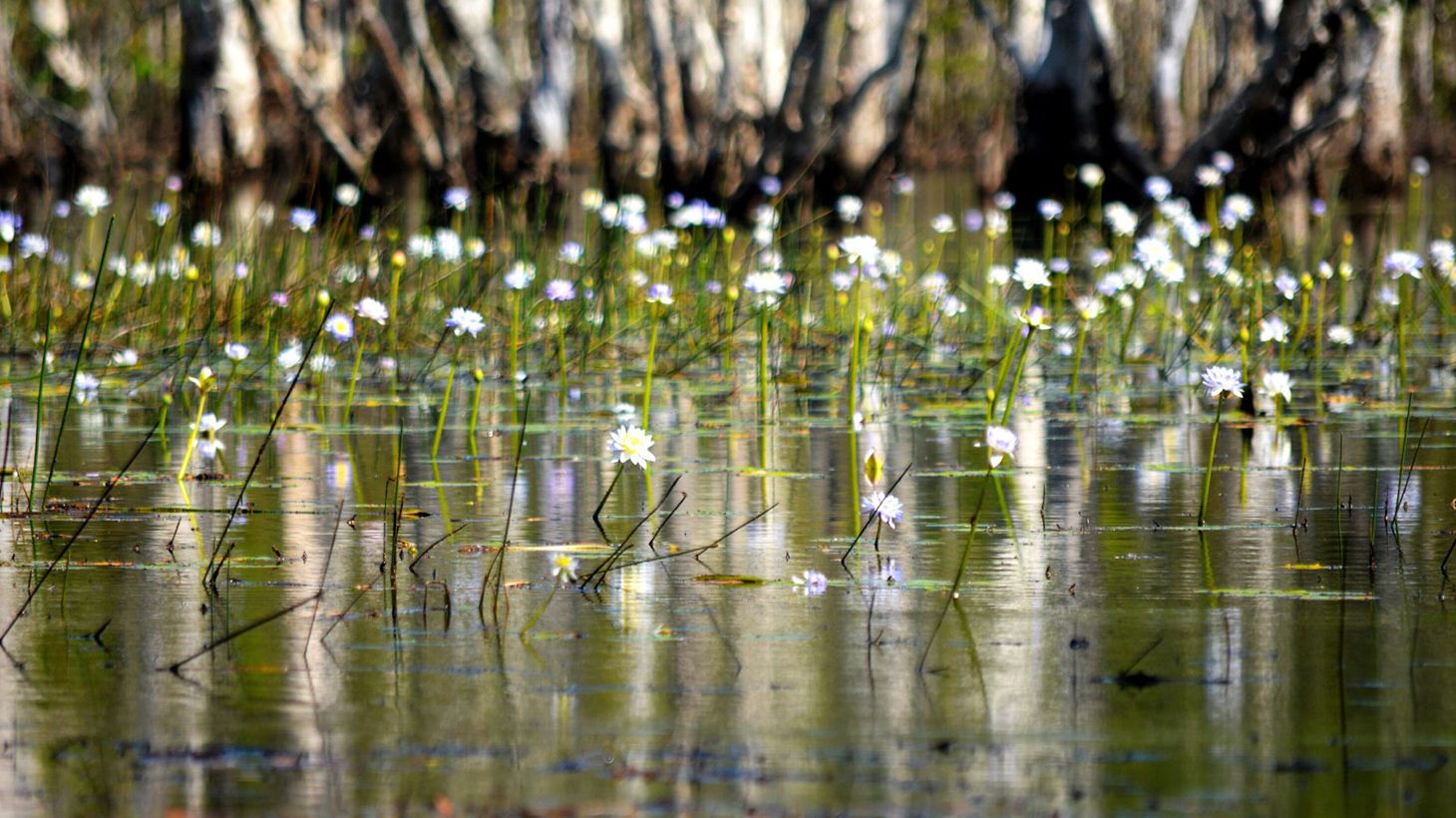 Get Wild on an Intimate Litchfield National Park Eco-Tour with Lunch & Roundtrip Transfers 6