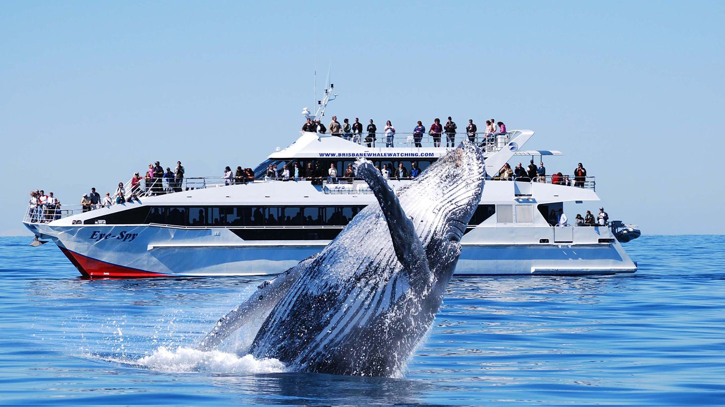 Embark on a Half-Day Whale Watching Catamaran Adventure with Picnic Lunchbox