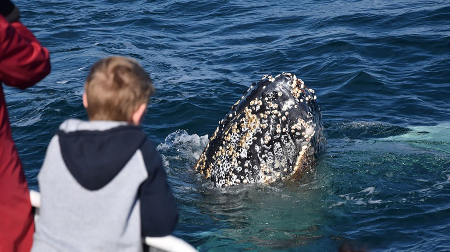 Witness Migrating Whales on a Four-Hour Whale Watching Coastal Cruise at Phillip Island 3
