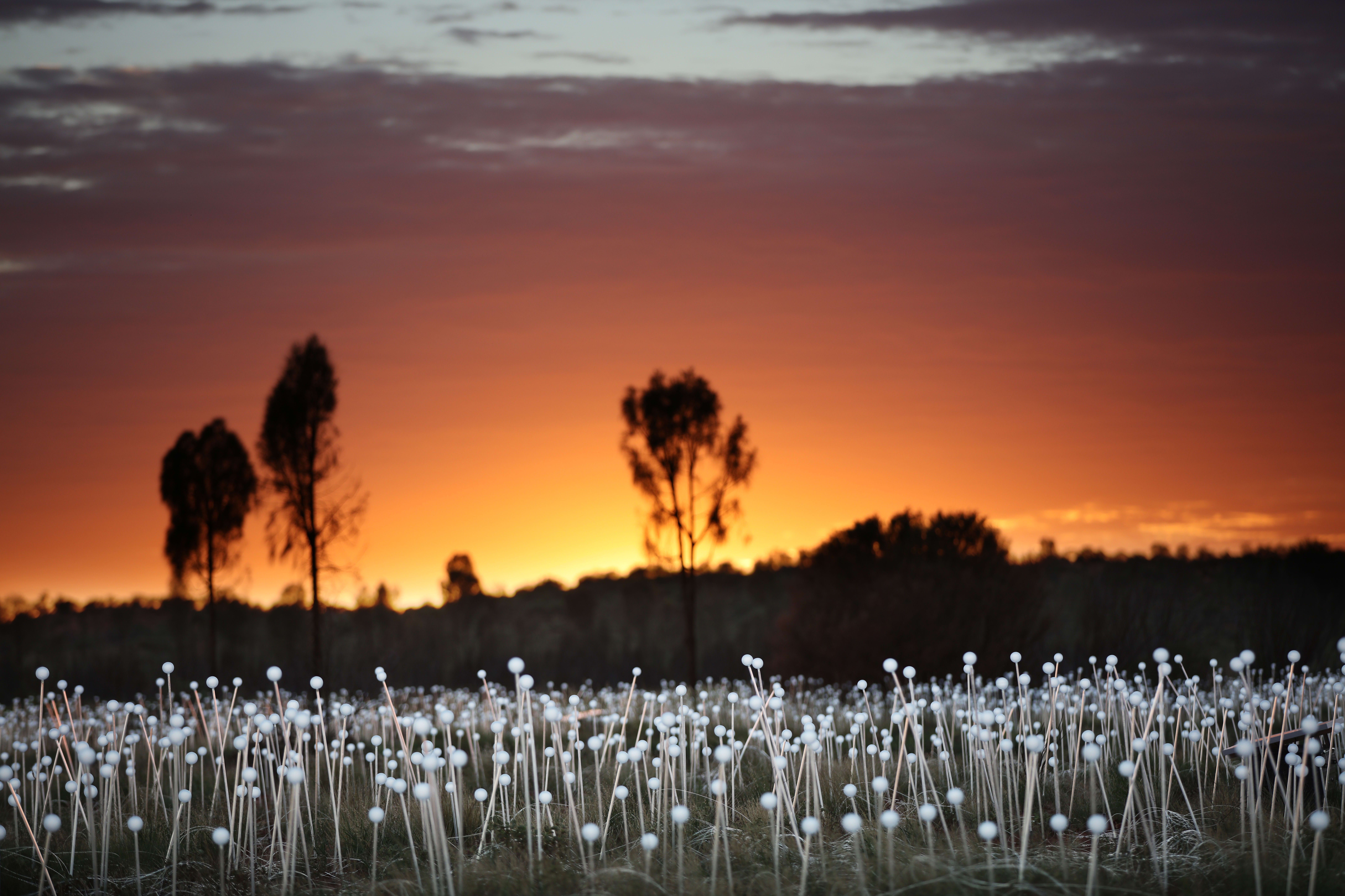 Field of Light – Sonnenaufgangstour 6
