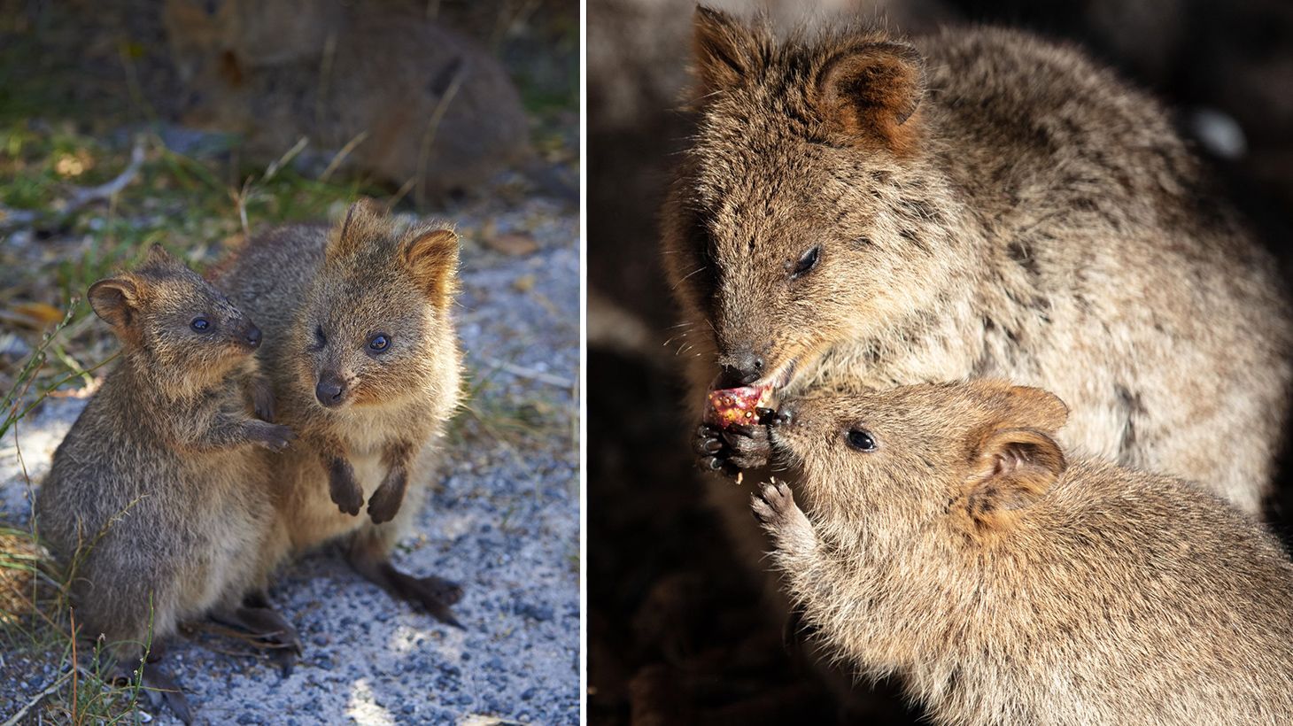 Half-Day Island Highlights Tour with Train Ride, Tunnel Tour & Lunch 7