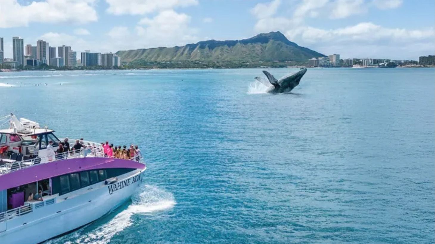 Zweistündige Katamaranfahrt zur Walbeobachtung in Honolulu mit kleinen Snacks