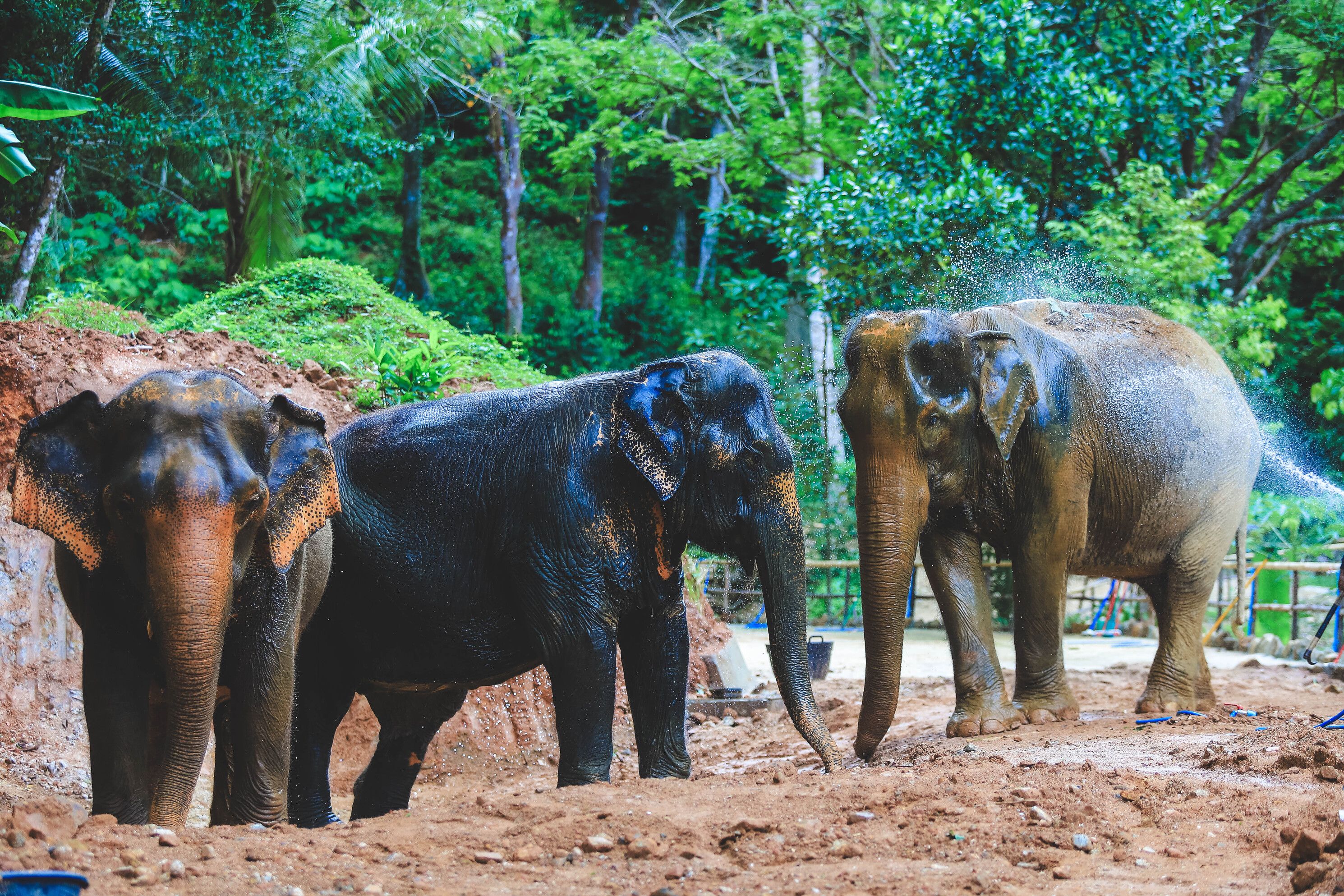 Patong Elephant Hug Experience in Phuket