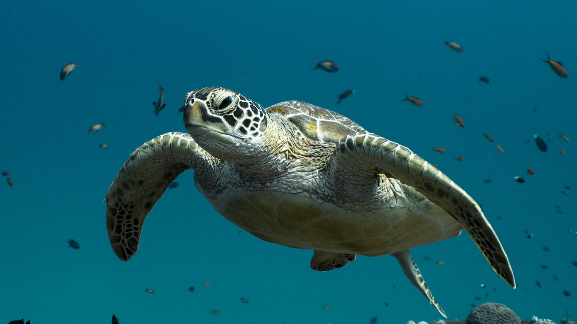 Ifuru Island Maldives Diving Experiences for Every Level – Scuba Diving & Open Water Dives 4